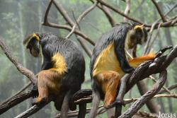 Bronx Zoo