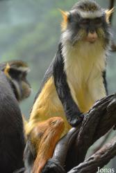 Bronx Zoo