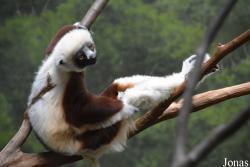 Bronx Zoo