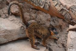 Bronx Zoo