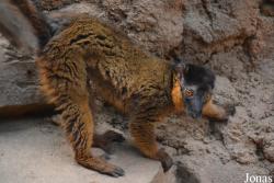 Bronx Zoo