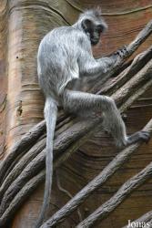 Bronx Zoo