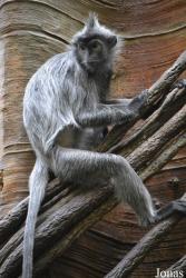 Bronx Zoo