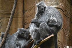 Bronx Zoo