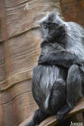 Bronx Zoo