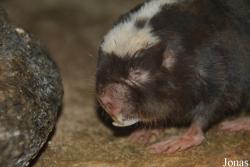 Cryptomys damarensis