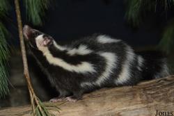 Bronx Zoo