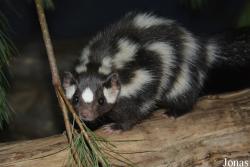 Spilogale putorius