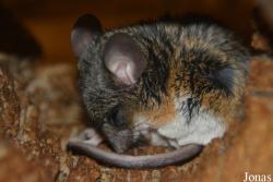 Peromyscus californicus
