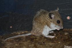 Peromyscus maniculatus