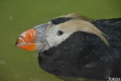 Bronx Zoo