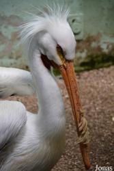 Bronx Zoo
