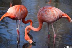 Bronx Zoo