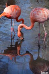 Bronx Zoo