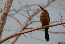 Bronx Zoo
