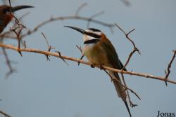 Merops albicollis
