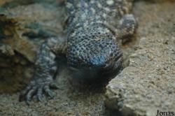 Helodermatidae