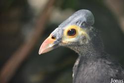 Macrocephalon maleo
