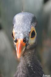 Bronx Zoo