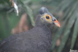 Bronx Zoo