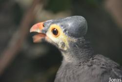 Bronx Zoo