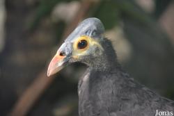 Bronx Zoo