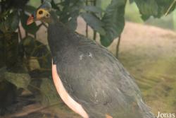 Bronx Zoo