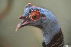 Bronx Zoo