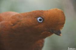 Rupicola peruvianus