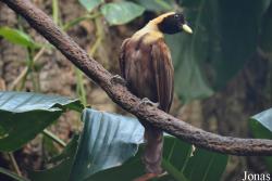 Central Park Zoo