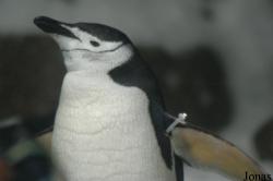 Pygoscelis antarcticus