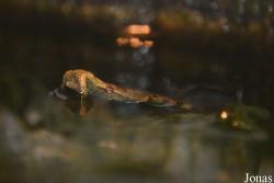 Central Park Zoo