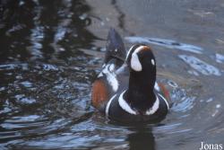 Central Park Zoo