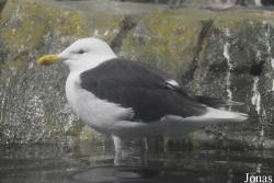 Central Park Zoo