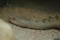 Vipera ammodytes ruffoi