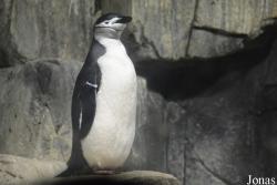 Central Park Zoo