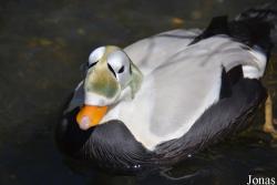 Central Park Zoo