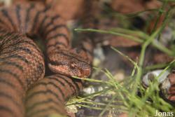 Vipera aspis