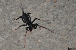Uropygi non identifié