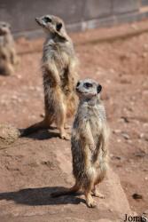 Twycross Zoo