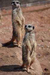 Twycross Zoo