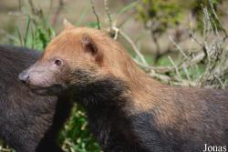 Twycross Zoo