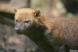 Twycross Zoo