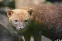 Twycross Zoo