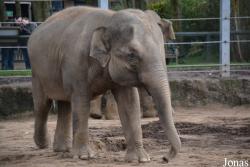 Twycross Zoo