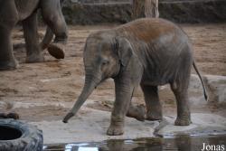 Twycross Zoo