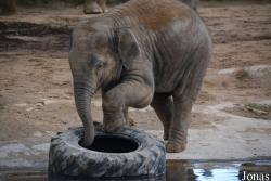 Twycross Zoo