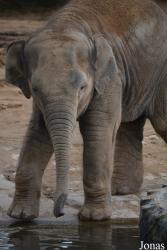 Twycross Zoo