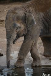 Twycross Zoo