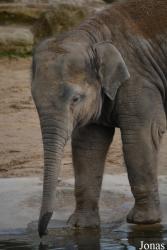 Twycross Zoo